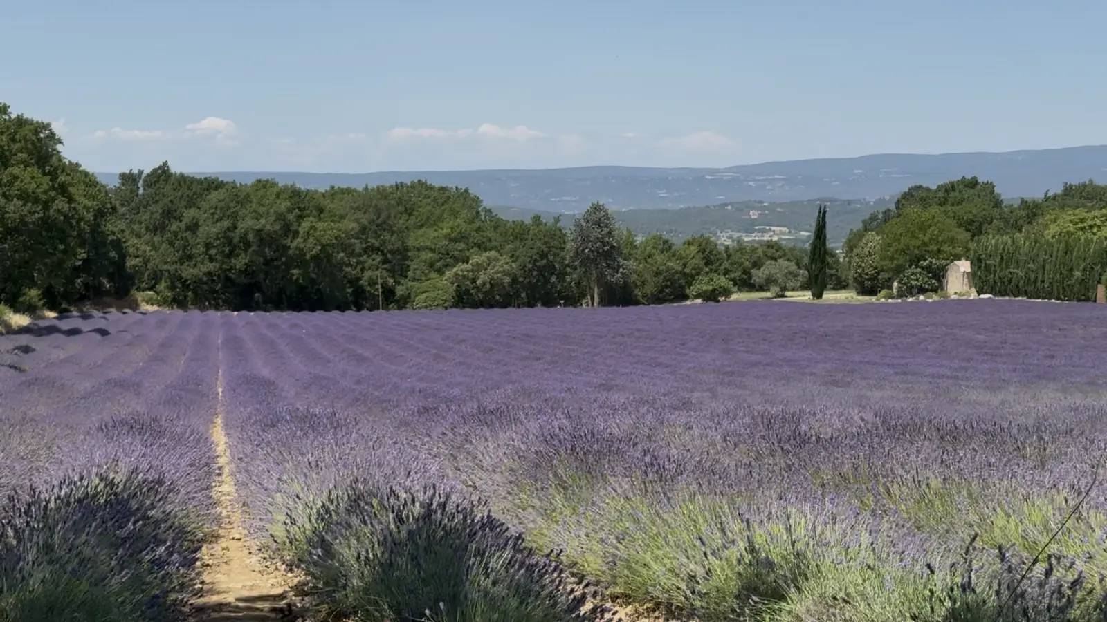 Rows of lavender in the Provence landscape