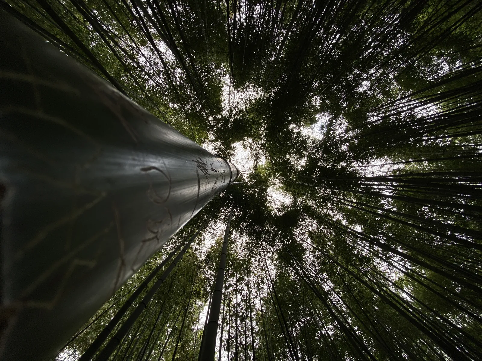 Looking up through tall bamboo stems